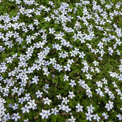 Isotoma fluviatilis - Isotoma