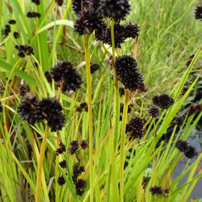 Juncus ensifolius  - Dwergrus, zwaardrus