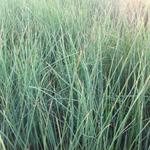 Juncus inflexus - Zeegroene rus, Blauwe bies - Juncus inflexus