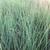 Juncus inflexus