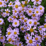 Kalimeris mongolica 'Antonia' - Mongolische aster