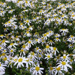 Kalimeris mongolica 'Mon Jardin' - Mongolische aster - Kalimeris mongolica 'Mon Jardin'