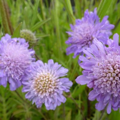 Knautia arvensis - Beemdkroon