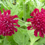 Knautia macedonica - Weduwebloem, Beemdkroon - Knautia macedonica