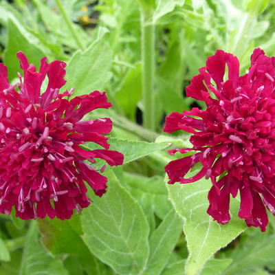 Knautia macedonica - Weduwebloem, Beemdkroon