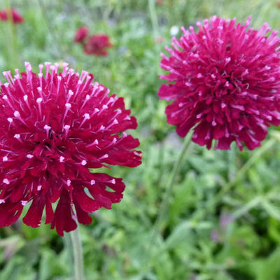 Weduwebloem, Beemdkroon - Knautia macedonica 'Mars Midget'