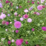 Knautia macedonica 'Melton Pastels' - Weduwebloem, Beemdkroon