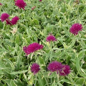 Knautia macedonica 'Thunder and Lightning'