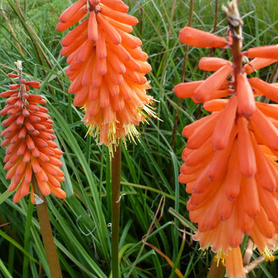 Kniphofia 'Alcazar' - Vuurpijl, fakkellelie