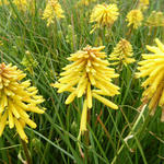 Kniphofia 'Banana POPSICLE' - Vuurpijl, Fakkellelie