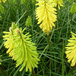 Kniphofia 'Bees' Lemon' - Vuurpijl of de fakkellelie