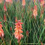 Kniphofia 'Creamsicle' - Vuurpijl, fakkellelie