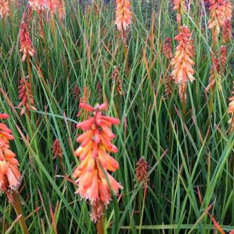 Kniphofia 'Creamsicle'