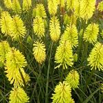 Kniphofia 'Dorset Sentry' - Vuurpijl, fakkellelie