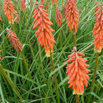 Kniphofia 'Elvira' - Vuurpijl, fakkellelie