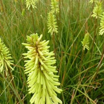 Kniphofia 'Green Jade'