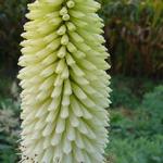 Kniphofia 'Ice Queen' - Vuurpijl