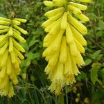 Kniphofia 'Lemon POPSICLE' - Vuurpijl, Fakkellelie