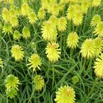 Kniphofia 'Limelight' - Vuurpijl of de fakkellelie