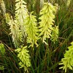 Kniphofia 'Little Maid' - Vuurpijl of de fakkellelie