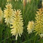 Kniphofia 'Moonstone' - Vuurpijl, Fakkellelie