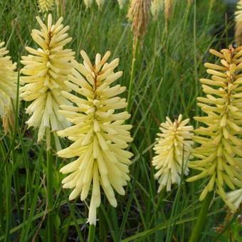 Kniphofia 'Moonstone'