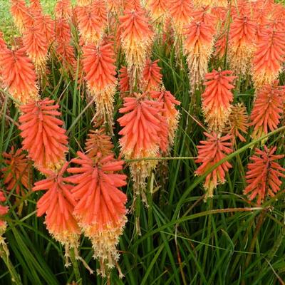 Kniphofia 'Papaya POPSICLE ' - Vuurpijl of de fakkellelie