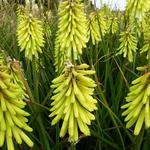 Kniphofia 'Percy's Pride' - Vuurpijl, fakkellelie