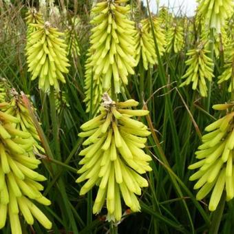 Kniphofia 'Percy's Pride'