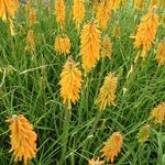 Kniphofia 'Pineapple POPSICLE' - Vuurpijl, fakkellelie