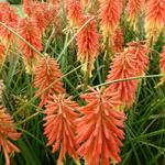 Vuurpijl, Fakkellelie - Kniphofia 'Redhot Popsicle'