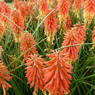 Vuurpijl, Fakkellelie - Kniphofia 'Redhot Popsicle'