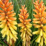 Kniphofia 'Rich Echoes' - Vuurpijl, fakkellelie