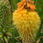 Vuurpijl, fakkellelie - Kniphofia uvaria 'Royal Castle'