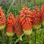 Kniphofia 'Royal Standard' - Vuurpijl, fakkellelie - Kniphofia 'Royal Standard'