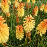 Kniphofia 'Tawny King' - Vuurpijl of de fakkellelie - Kniphofia 'Tawny King'