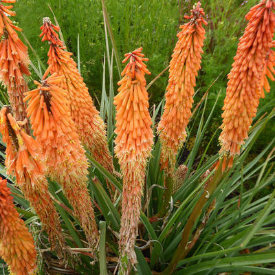 Vuurpijl of de fakkellelie - Kniphofia 'Vincent Lepage'