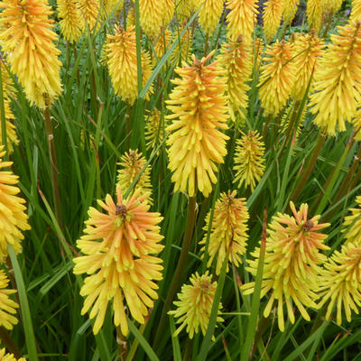 Vuurpijl, fakkellelie - Kniphofia 'Wrexham Buttercup'