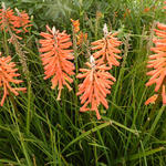 Kniphofia 'Incandesce' - Vuurpijl of de fakkellelie