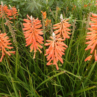 Kniphofia 'Incandesce'