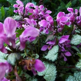 Lamium maculatum 'Beacon Silver'