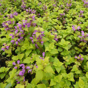 Lamium maculatum 'Cannon's Gold'