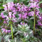 Lamium maculatum 'Chequers' - Gevlekte dovenetel