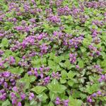 Lamium maculatum 'Roseum' - Gevlekte dovenetel