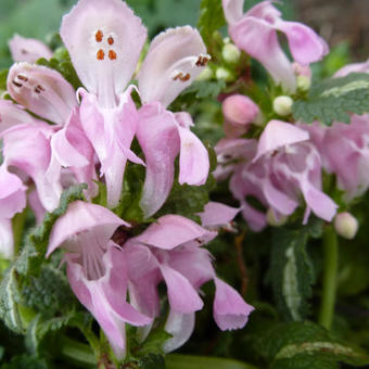 Lamium maculatum 'Shell Pink'