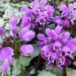 Lamium maculatum 'Sterling Silver' - Gevlekte dovenetel