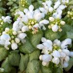 Gevlekte dovenetel - Lamium maculatum 'White Nancy'