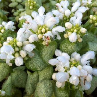 Lamium maculatum 'White Nancy'