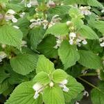 Lamium orvala 'Album' - Dovenetel - Lamium orvala 'Album'