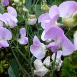 Lathyrus latifolius 'Pink Pearl' - Siererwt